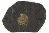 Dactylioceras Ammonite Fossil - Posidonia Shale, Germany #100245-1